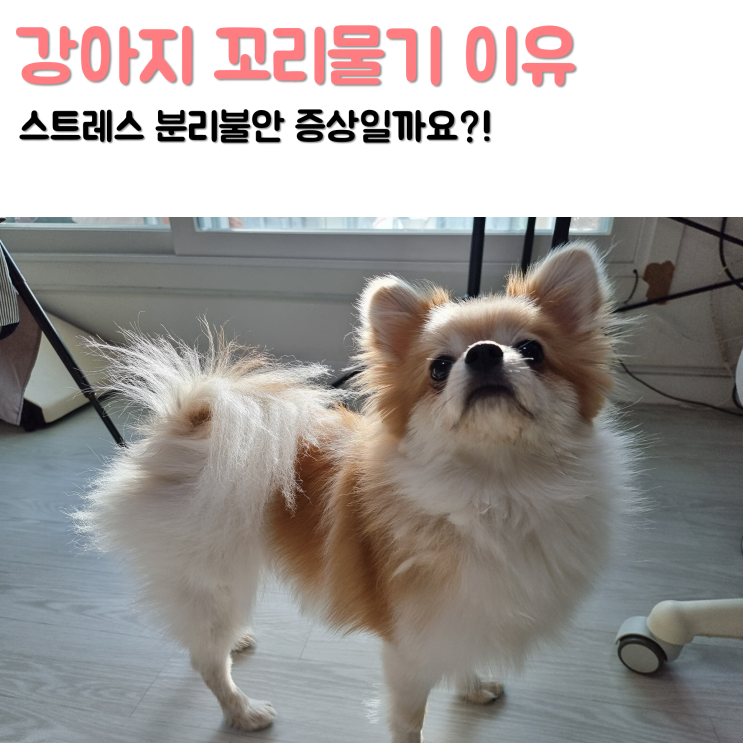  강아지 꼬리물기 빙글빙글 이유 스트레스 분리불안 증상 훈련 해결방법