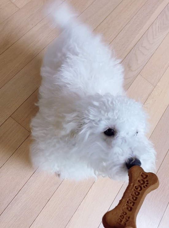  하다하다 이제 강아지 간식까지 버거킹 독퍼