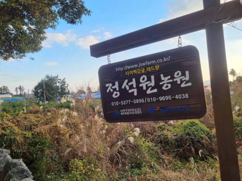 제주 무료 감귤 따기 체험 정석원농원