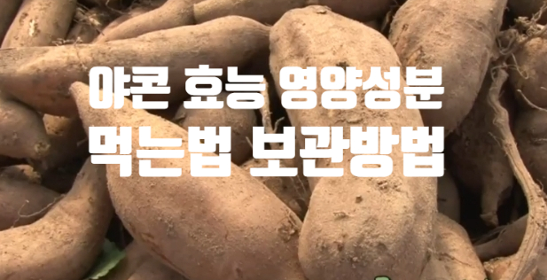 야콘 효능 영양성분(ft. 먹는 법 요리 보관 방법) 설탕 무 대신 활용하세요~