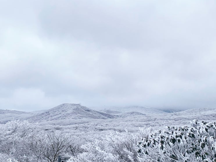  제주 눈 내리는 겨울에 갈만한 곳 1100고지 도로 눈꽃 구경하러 가기