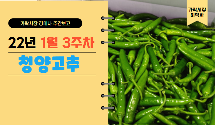  [경매사 주간보고] 1월 3주차 청양고추 시세는 어떤가요?