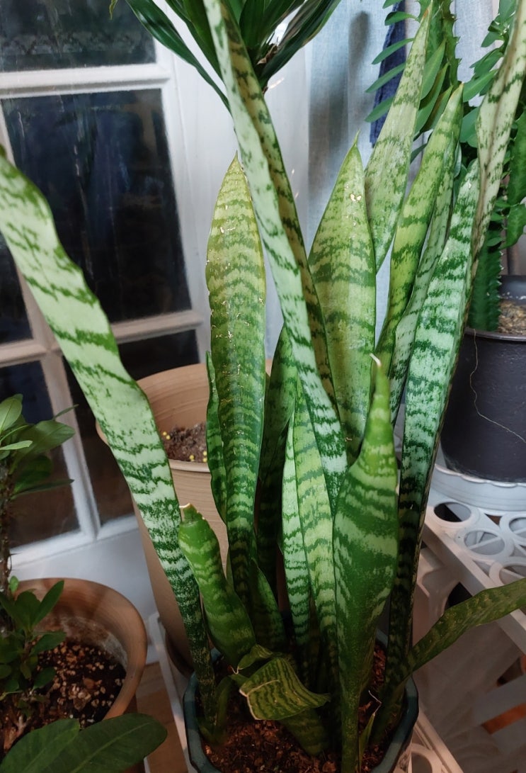 산세베리아 Sansevieria 키우기 꽃말 삽목 종류 하니 산세베리아 Sansevieria 키우기 꽃말 삽목 종류 하니