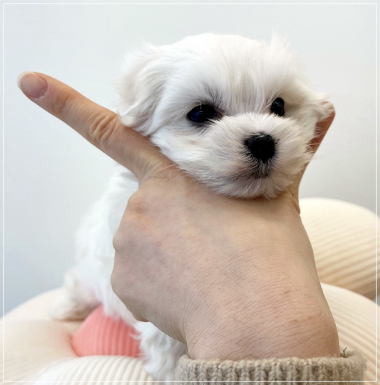  대전애견분양 건강을 중요시 생각하세요!