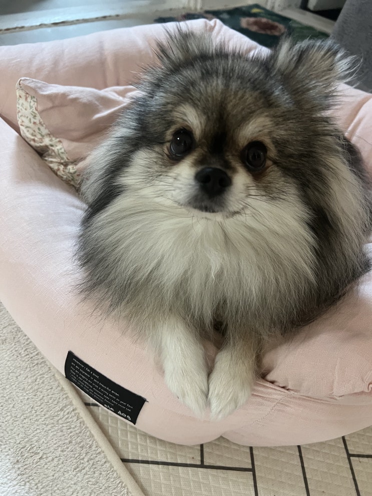  다소곳하게 손 모은 꾸꾸