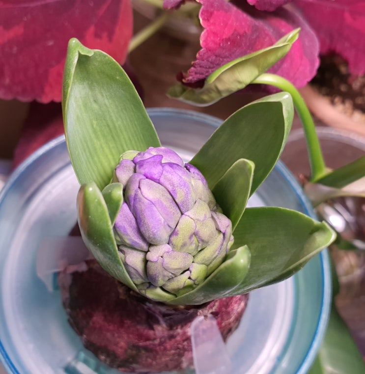 수경재배 구근 식물 히아신스 키우기 식물키우기 How to Grow hyacinth in water