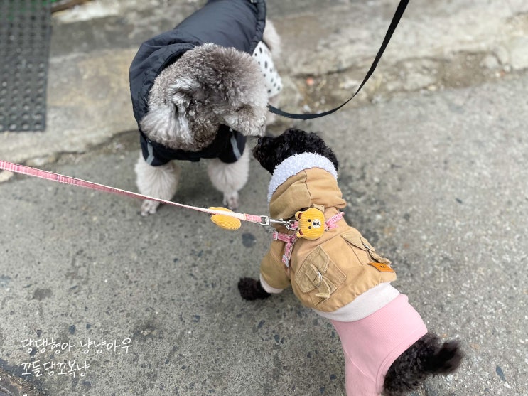  회색 실버 푸들 vs 검정 블랙 푸들, 우린 친구라개