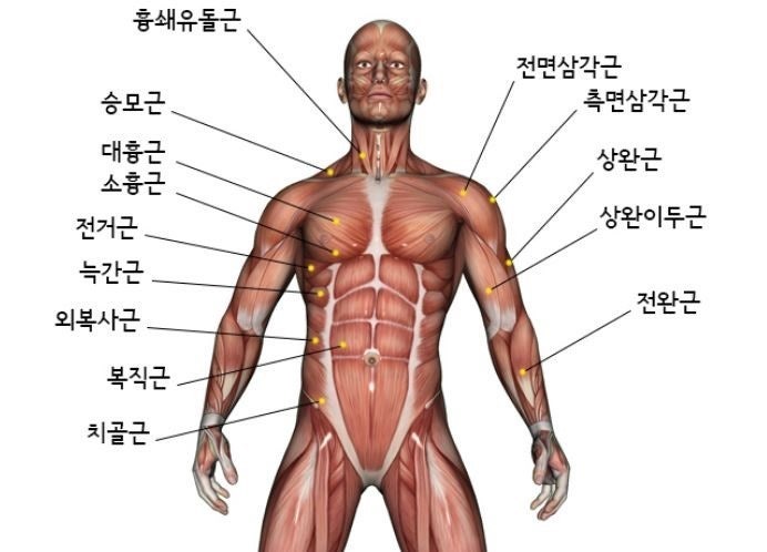 길동헬스 안정적인 상체를 위해 가슴운동은 필수!