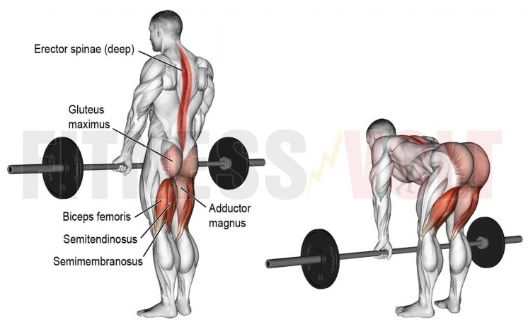 데드리프트 자세: 종류/효과 (루마니안, 스티프 레그): 등 근육 햄스트링에 좋은 운동 : 네이버 블로그