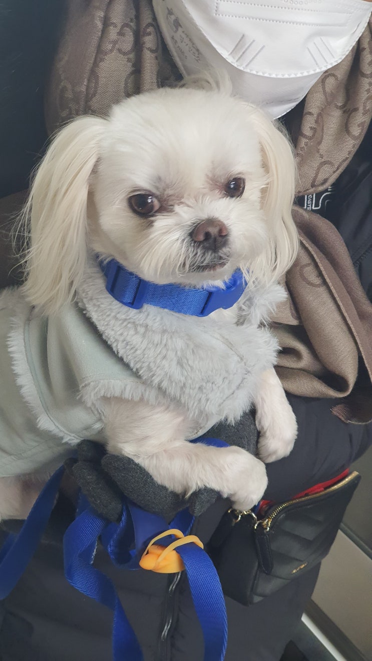  1/~15 구찌와눈누일상 흥칫뿡