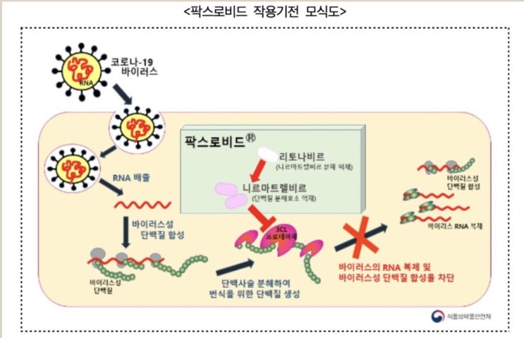  코로나 먹는 치료제 처방시작