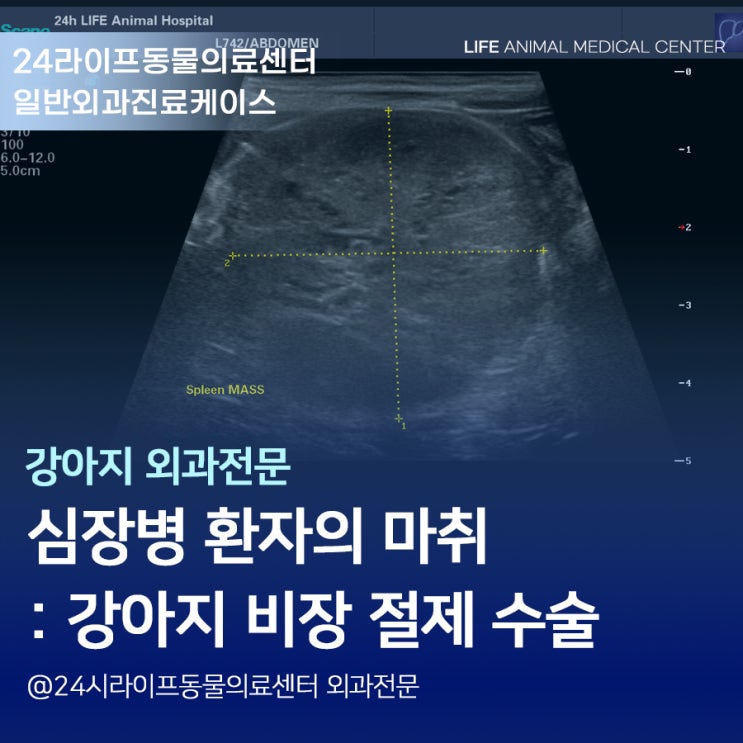 12살 심장병 강아지 비장종괴 제거수술 : 24시 라이프동물의료센터 일반외과 케이스