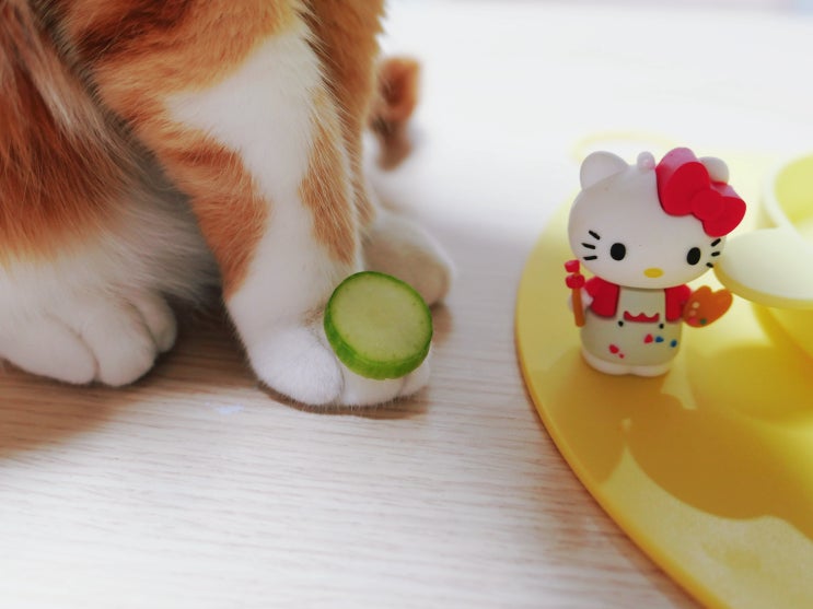  고양이 오이 먹어도 되는 야채일까? 무서워하는 이유까지