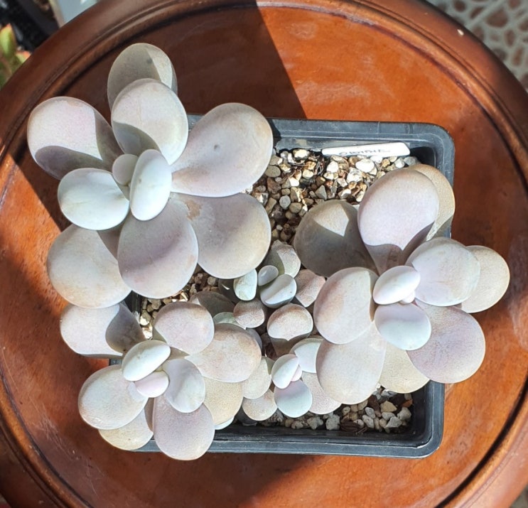  아메치스, amethystinum
