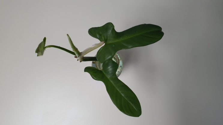 필로덴드론 바이올린과 말머리를 닮은 비페니폴리움 희귀식물 키우기 수경재배 How to Grow Philodendron bipennifolium (from 생명나무농장 카페)