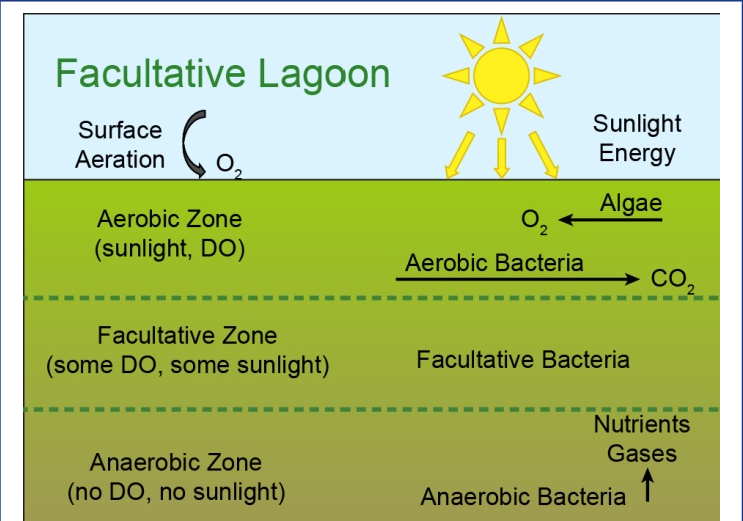 수질관리 116회 3교시 문제 2. 임의성 산화지(Facultative lagoon)의 설계방법과 특징에 대하여 설명하시오.