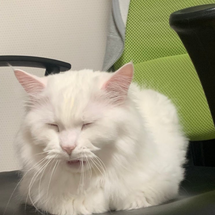  졸린 고양이 하품하는 사진