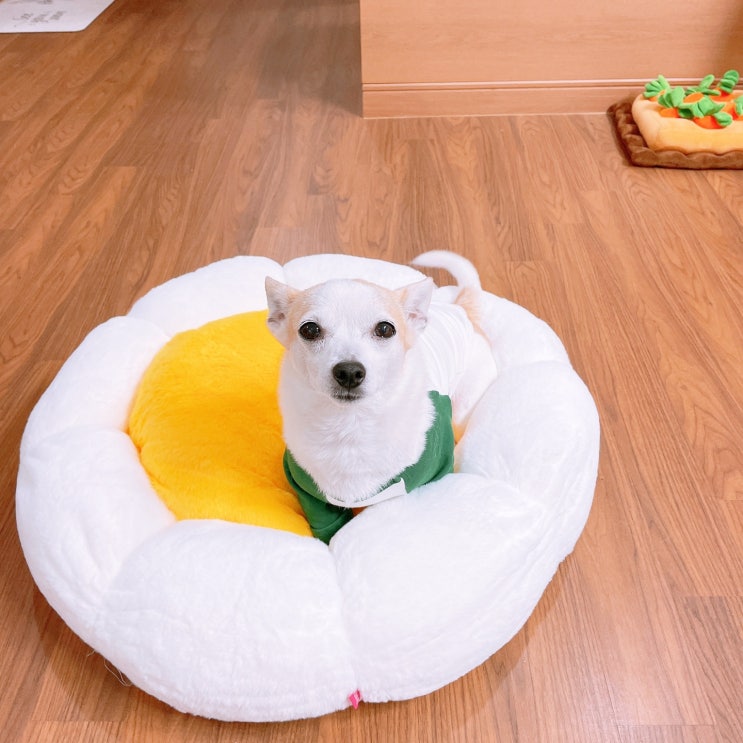  강아지방석 내돈내산 마약방석 강아지생일선물
