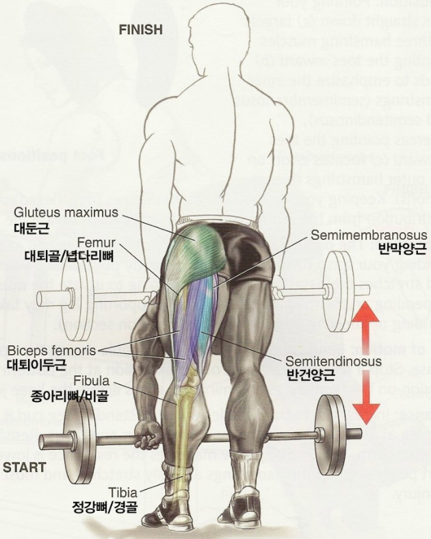 데드리프트 자세: 종류/효과 (루마니안, 스티프 레그): 등 근육 햄스트링에 좋은 운동 : 네이버 블로그 데드리프트 자세: 종류/효과 (루마니안, 스티프 레그): 등 근육 햄스트링에 좋은 운동 : 네이버 블로그