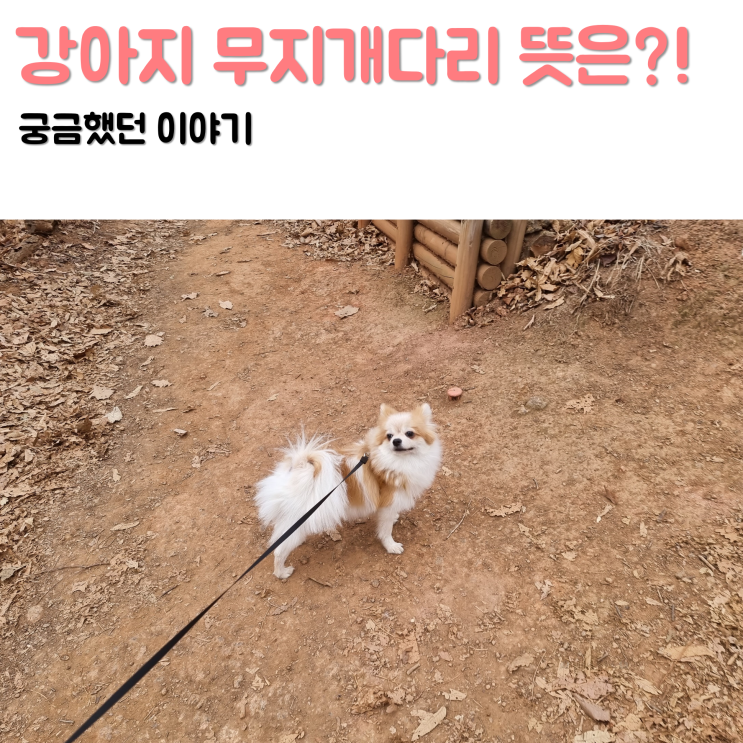  강아지 고양이 무지개다리 뜻 의미 시 유래 알아봐요