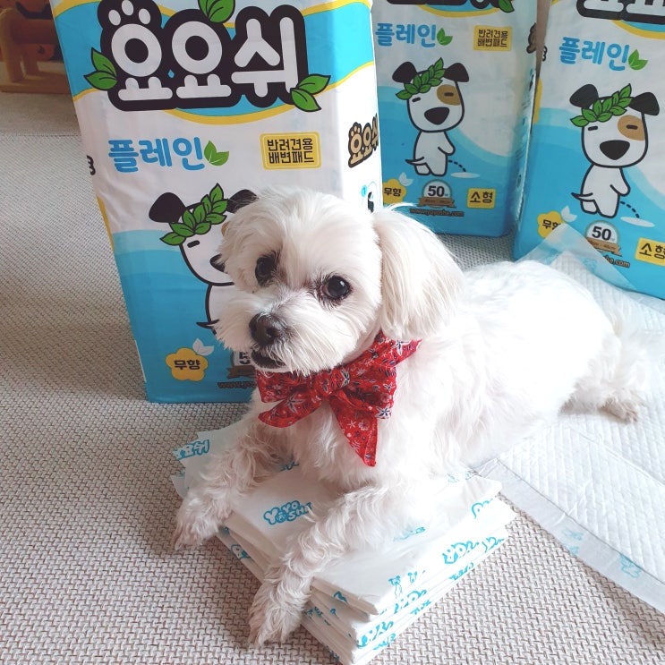 요요쉬 강아지배변패드 추천해요 흡수빠른 무향패드