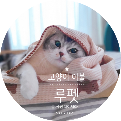  고양이가 좋아하는 루펫 쿠키 와플 블랭킷 고양이이불 실제 사용 후기