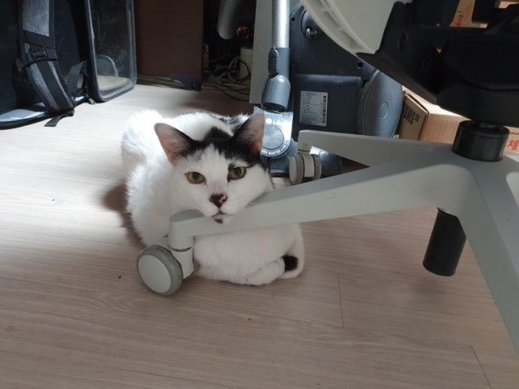 내 시랑하는 고양이들