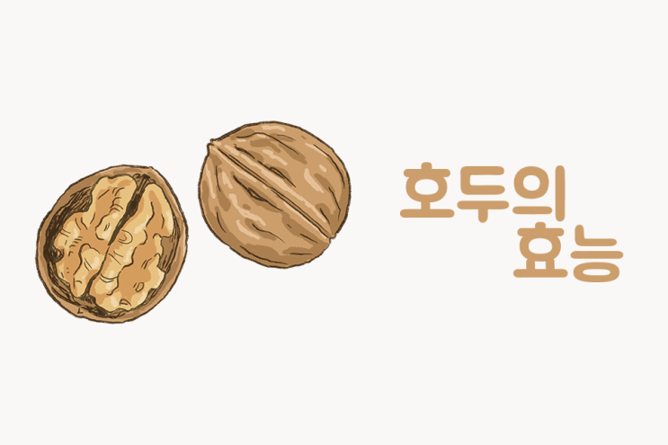  견과류 추천,호두의 효능