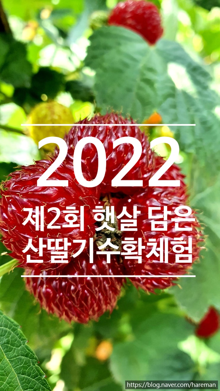  2022년 제2회 영양 일월산 햇살 담은 산딸기 수확 체험 개최 예정