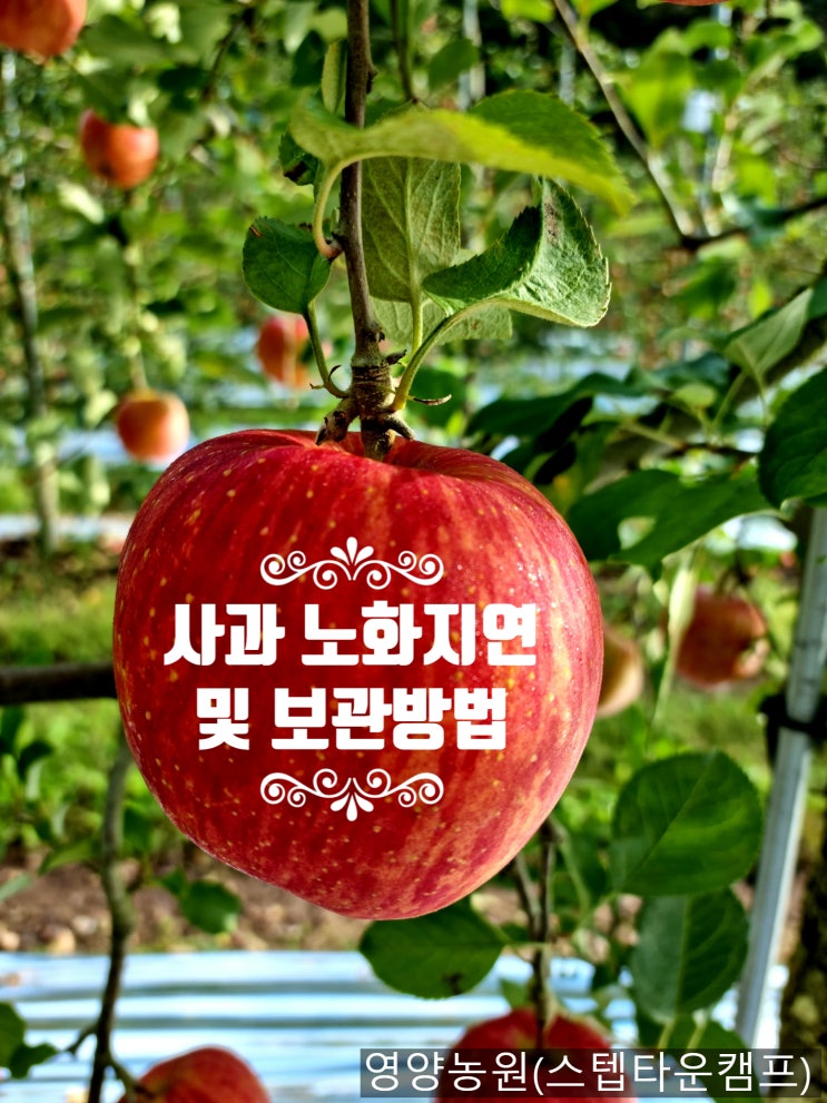 사과 노화(쪼그라짐, 동결 현상 등) 현상 이해 및 보관 방법 안내