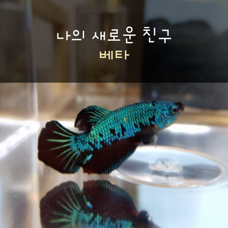  베타 입문기) 새로운 친구