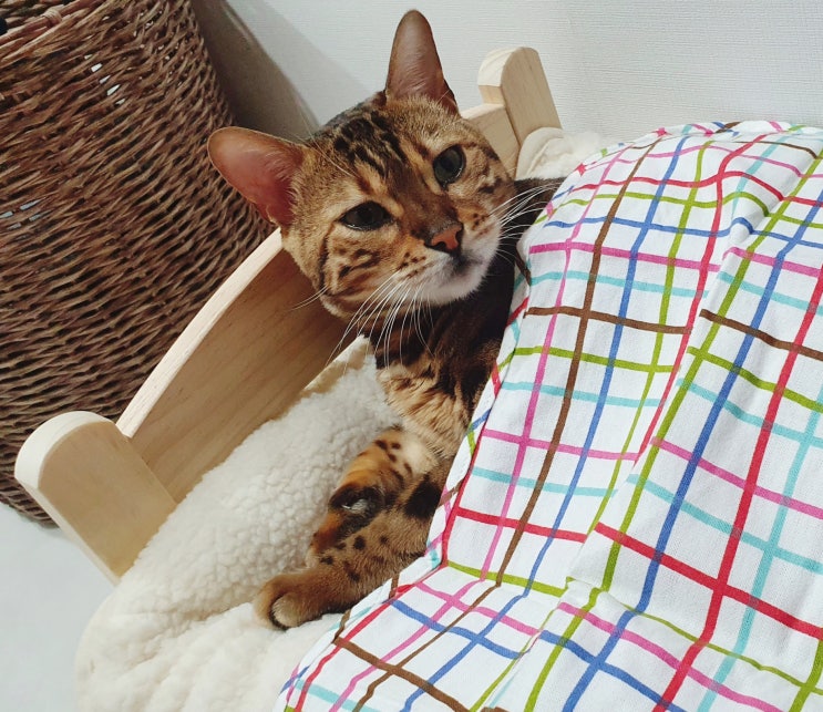 집사 핫템! 고양이 침대, 이케아 둑티그 인형 침대 후기