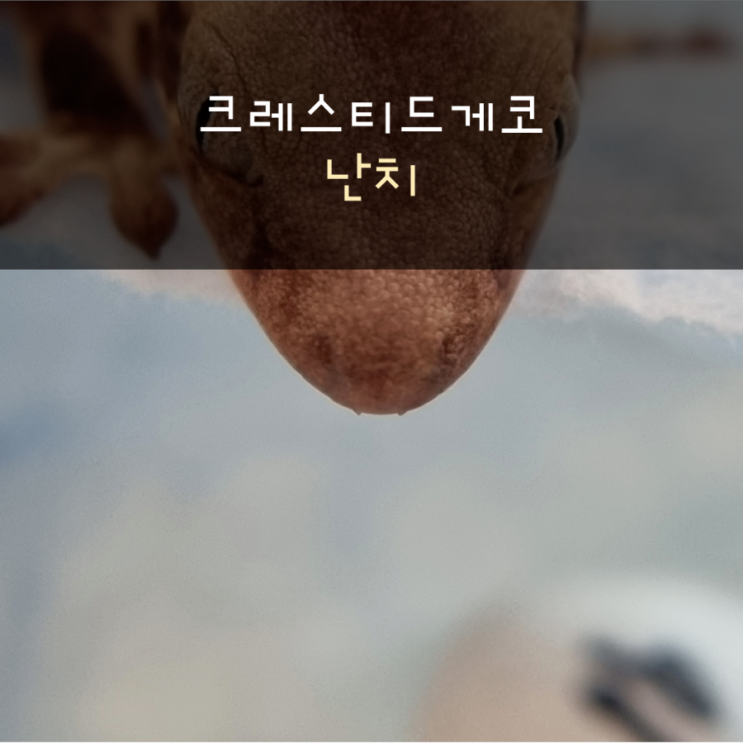  크레스티드게코는 어떻게 알을 찢고 나올까?(난치)