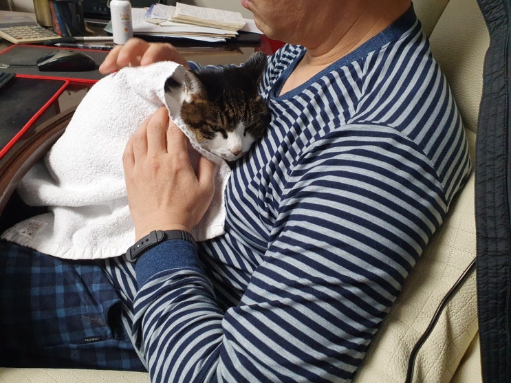 무지개 다리 건넌 짜루가 꿈에 나왔다.