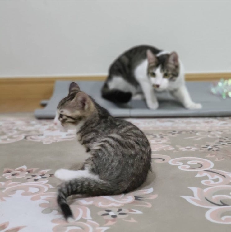 고양이 두마리 일상추억 : 엄마 같은 형아 도니, 무적의 아깽이 니즈