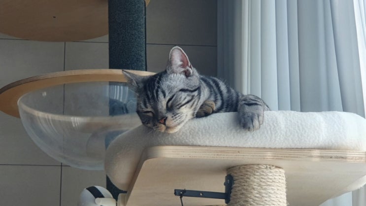 무니 꿀잠 중
