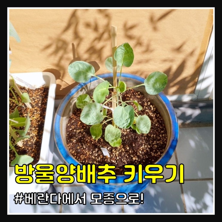 방울양배추 키우기 (6개월 차)