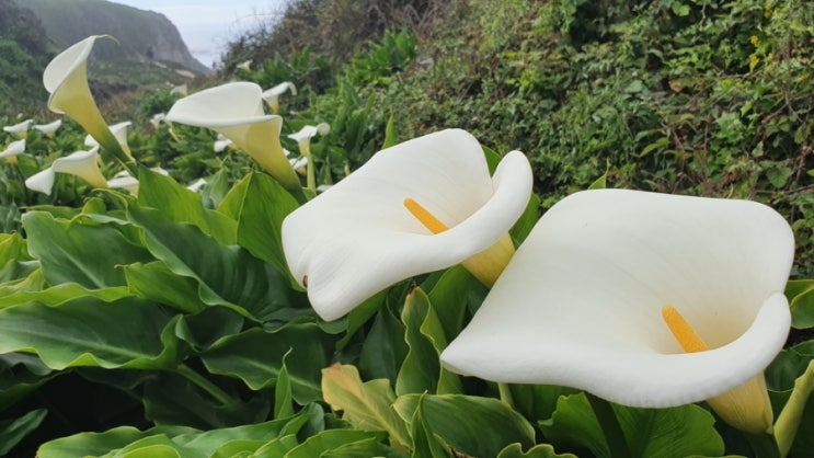  캘리포니아 1번 국도  시크릿 백합  Calla Lily Valley 칼라 릴리 밸리