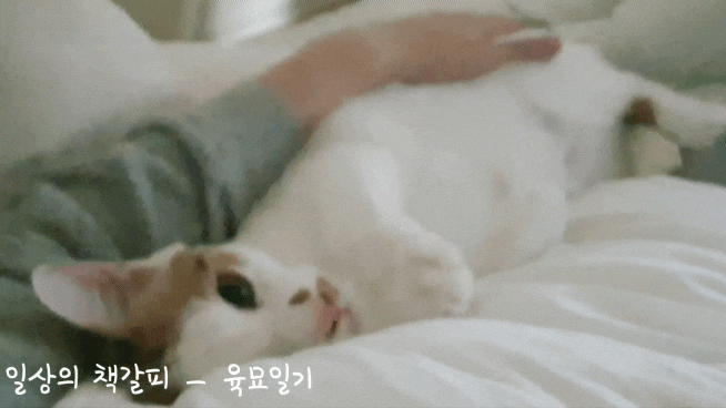  <2인2묘 라이프> 2022. 1. 14.~16. 고양이 두마리와 함께하는 주말일상