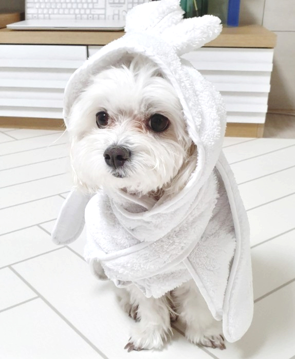  강아지 목욕주기 얼마나? 목욕용품, 꿀팁