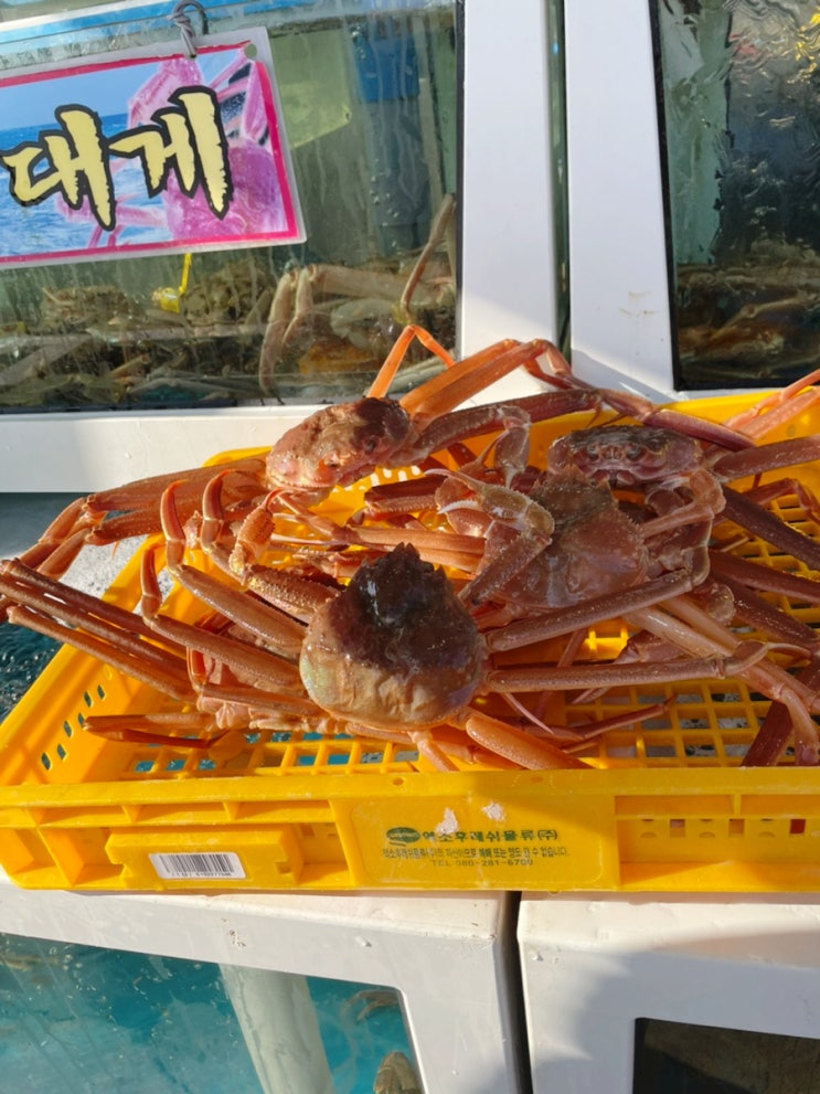  아이들도 잘 먹던 영덕 대게!                                      영덕 강구항 대게 먹고 왔어요~