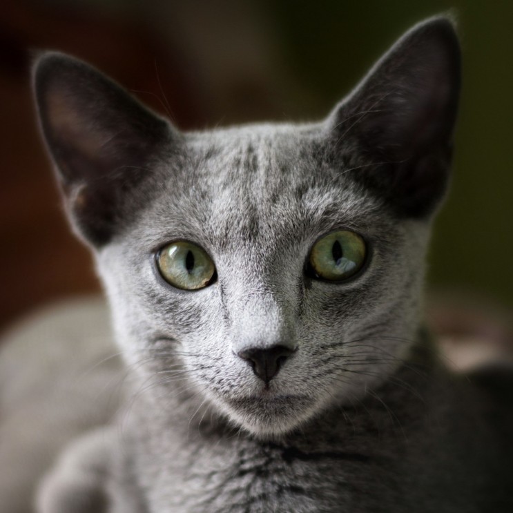 러시안블루 포토, 기본정보, 특징 러블리한 귀족 고양이
