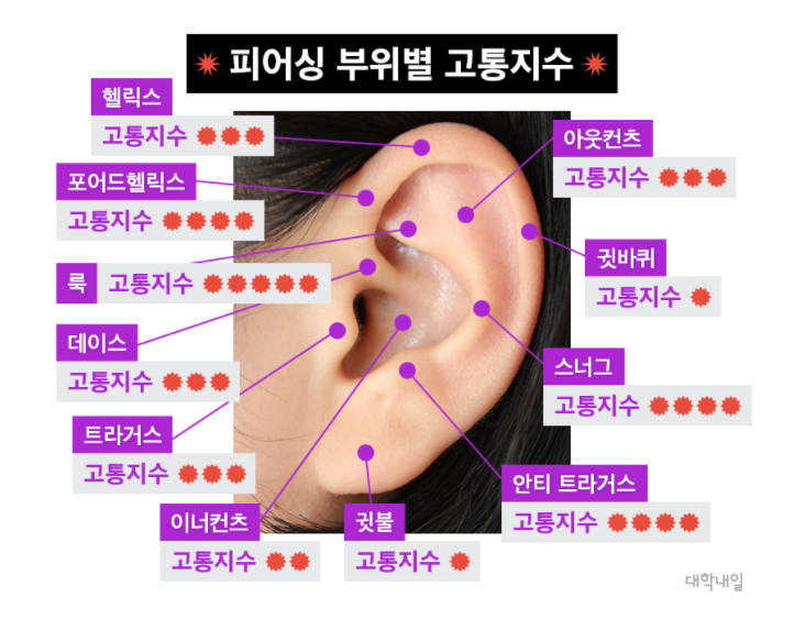 귀 피어싱 위치,부위별 고통(귓볼,이너컨츠,아웃컨츠,헬릭스,귓바퀴,트라거스,스너그)