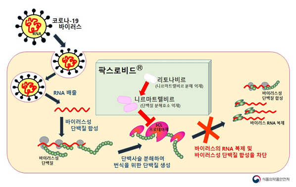  팍스로비드 부작용, 효과, 작용기전, 주의사항 등 정리