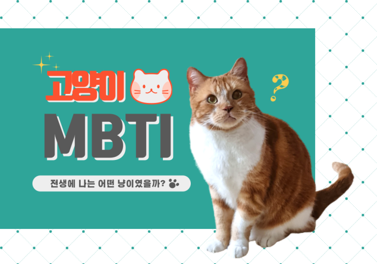  고양이 MBTI 전생에 나는 어떤 냥이였을까? 테스트해봅시다