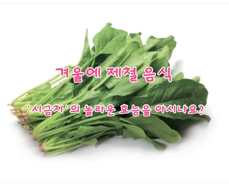 겨울에 제철 음식 '시금치'의 놀라운 효능을 아시나요? 겨울에 제철 음식 '시금치'의 놀라운 효능을 아시나요?
