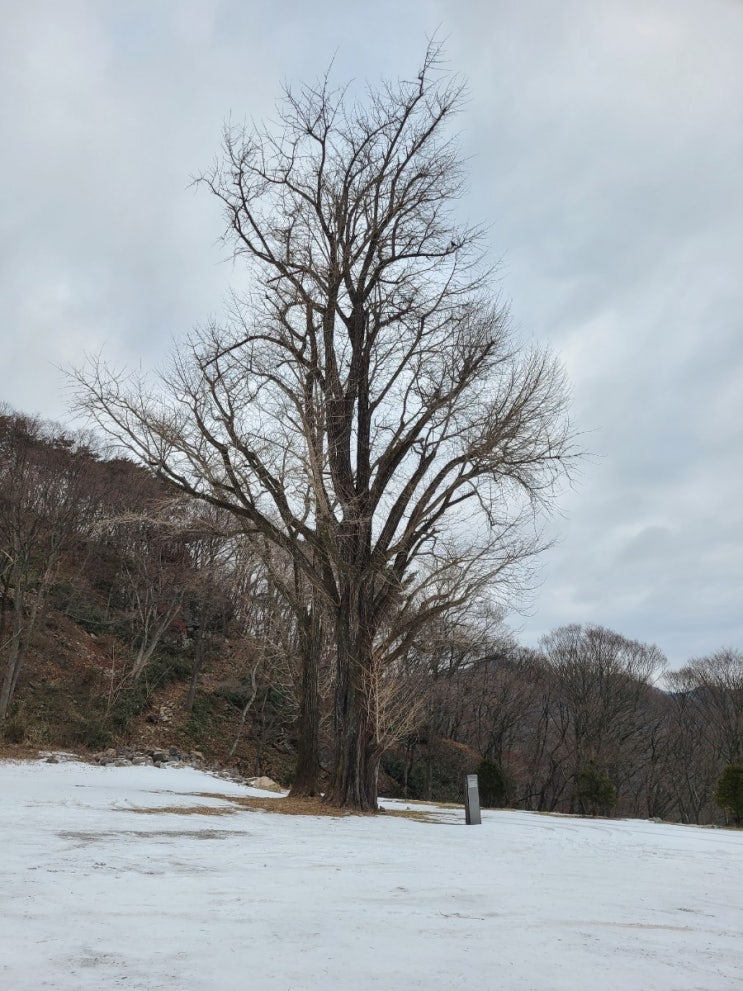 순창 가볼만한 곳, 구암사의 은행나무(전라북도 기념물) 탐방
