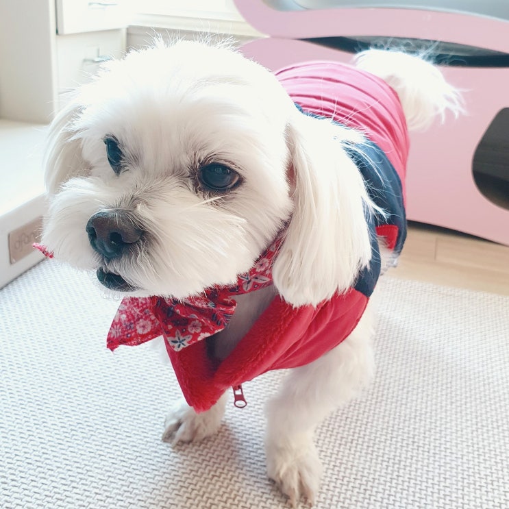  강아지하네스패딩으로 산책이 쉬워졌어요. 강아지겨울옷 추천  강아지조끼패딩