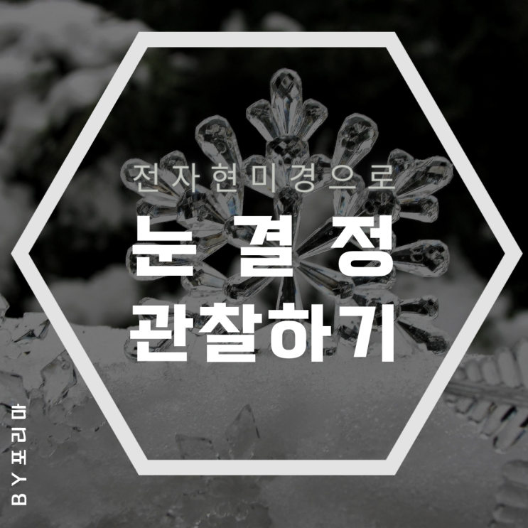  과학 놀이 | 전자현미경으로 눈 결정 관찰하기