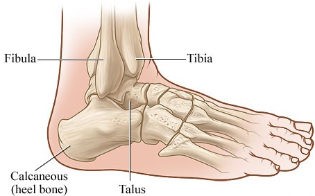 뇌성마비/정상발달 설명해주는 남자 - 발과 발목의 중요성 및 발뒤꿈치뼈(calcaneus bone)의 중요성